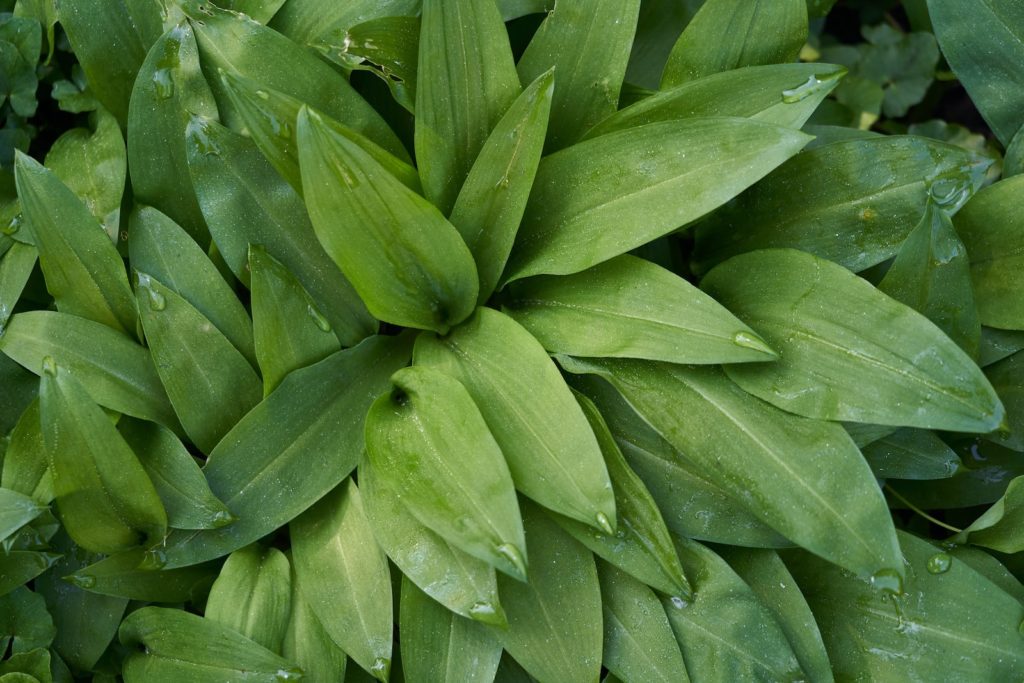 green-leafed plant